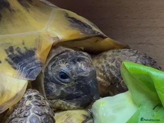 Tortoise reptiles Horsefield tortoise (Bob) - Advert 10