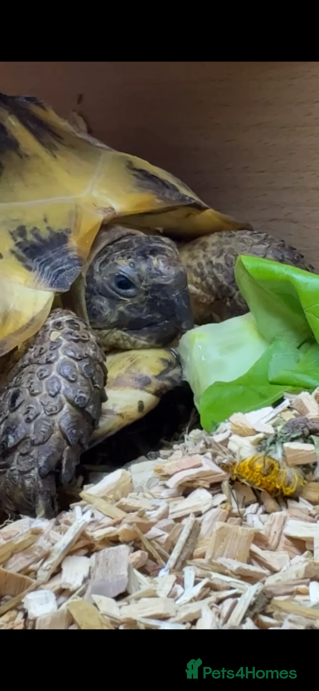 Tortoise reptiles for sale: Horsefield tortoise (Bob) - Advert 1