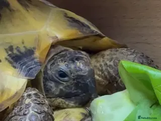 Tortoise reptiles Horsefield tortoise (Bob) - Advert 4