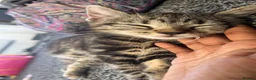 Bengal cats for sale: 13 week old lost and found kitten boy  in Cardiff - Advert 6
