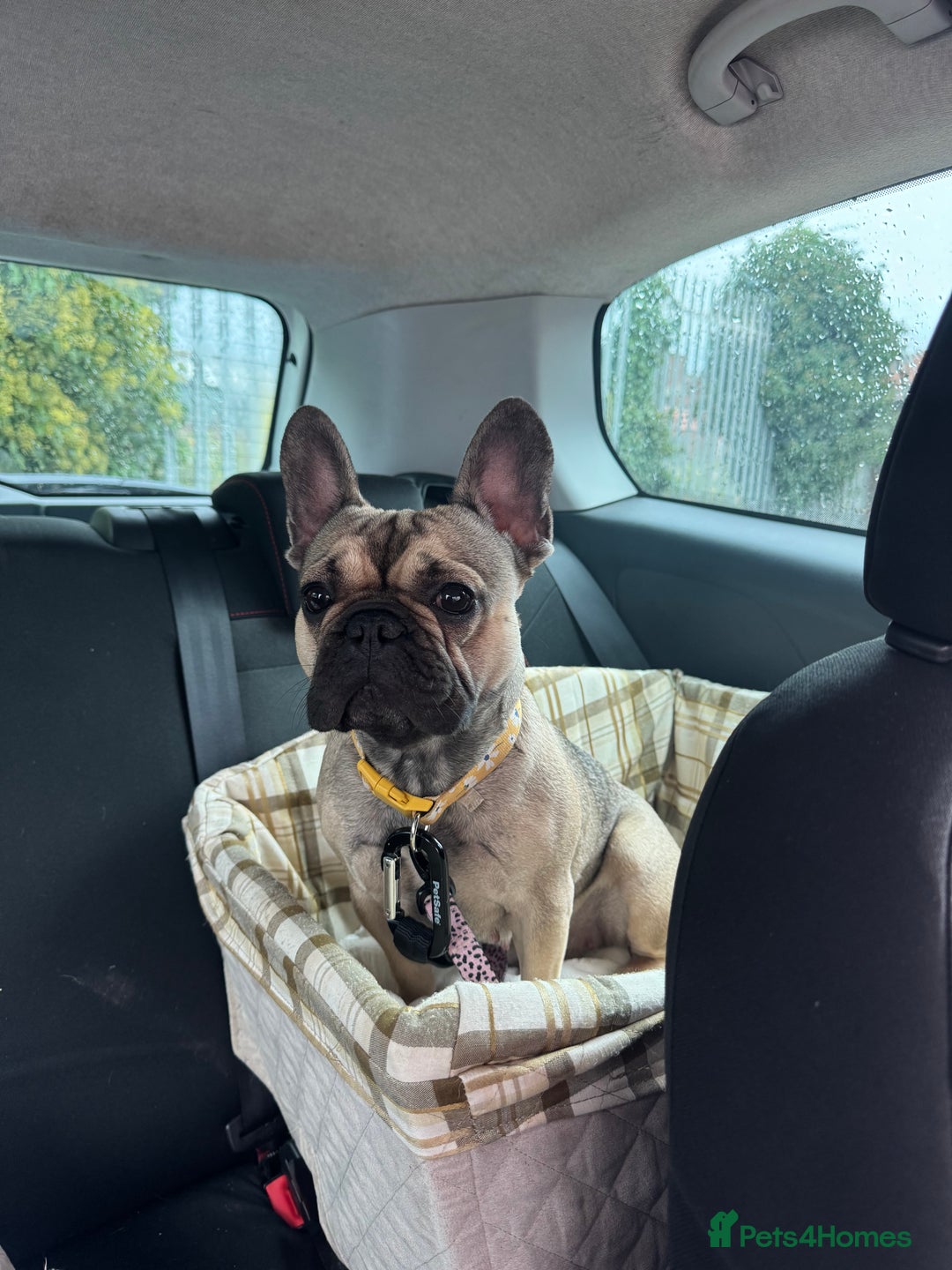 French Bulldog dogs for sale:  2 year old French bulldog  - Advert 3