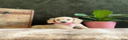 Miniature Dachshund dogs for sale: EXQUISITE CREAM KC MINIATURE DACHSHUND  LONG HAIR - Advert 1