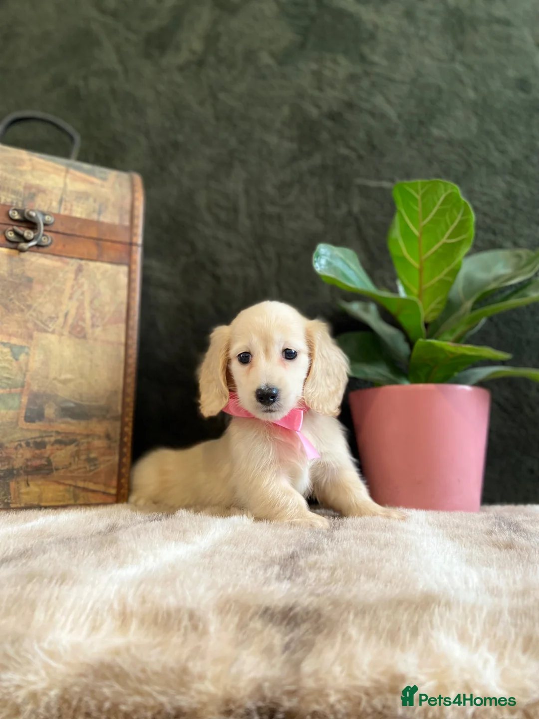 Miniature Dachshund dogs for sale: EXQUISITE CREAM KC MINIATURE DACHSHUND  LONG HAIR - Advert 1
