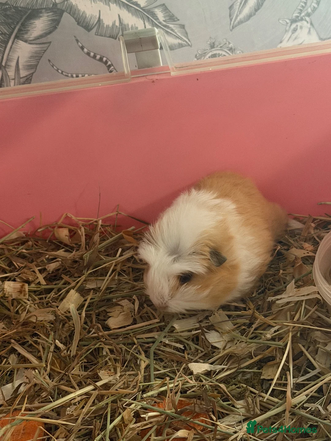 Guinea Pig rodents for sale: 1 sow and 1 boar available  in Southampton - Advert 2