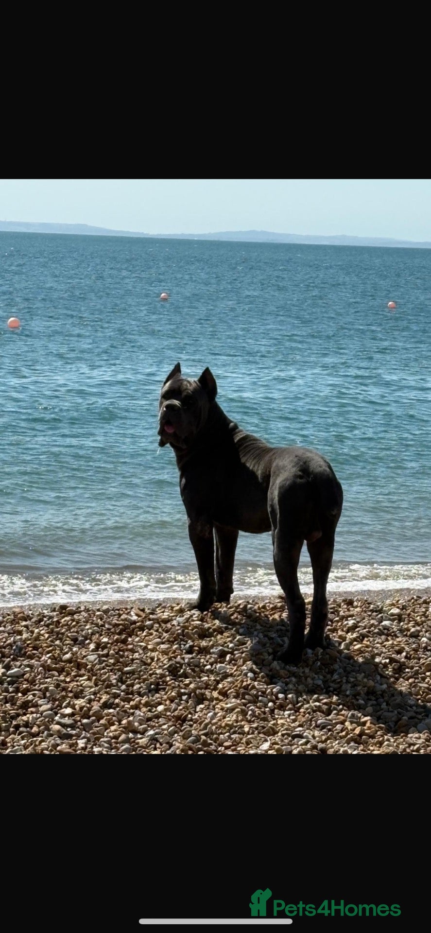 Mixed Breed dogs Stunning cane corso x staff - Advert 2
