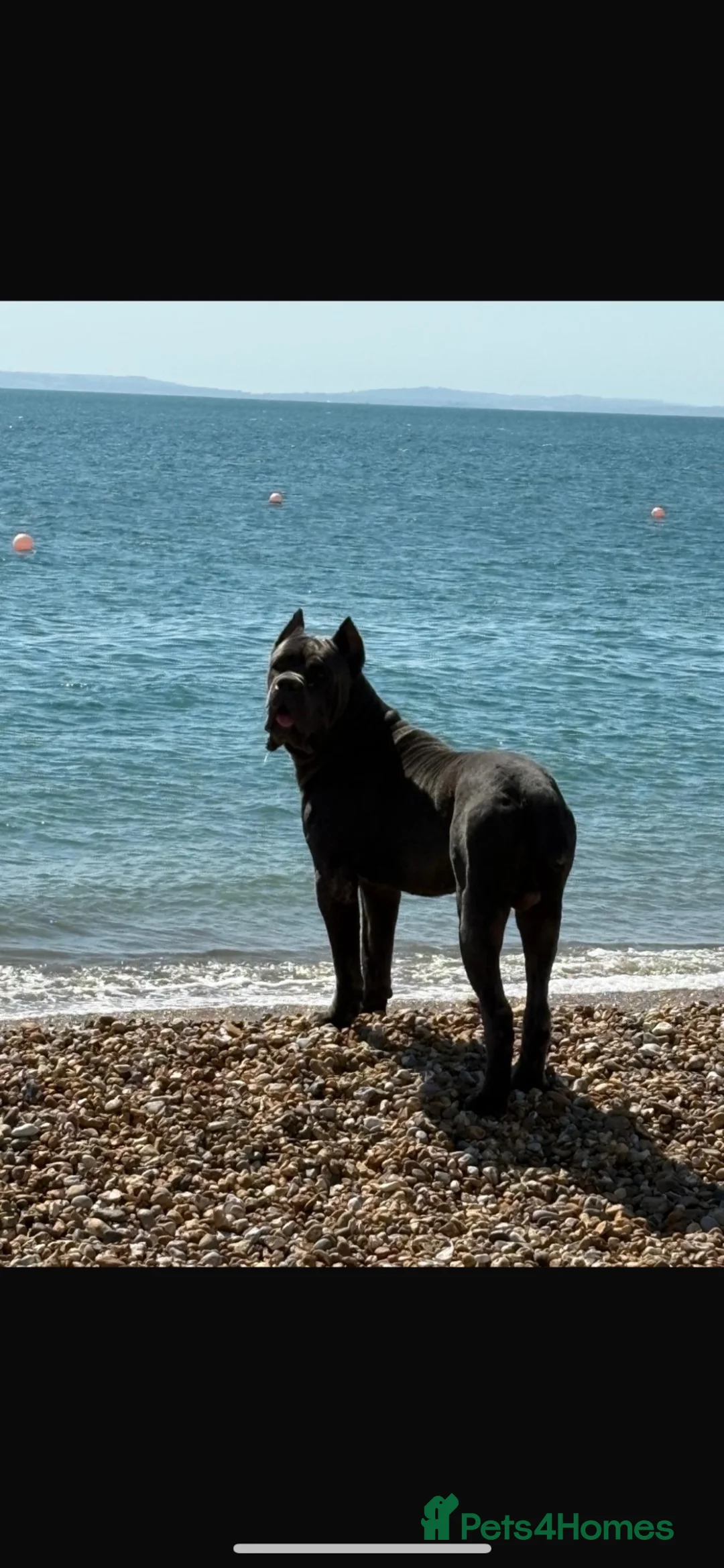 Mixed Breed dogs for sale: Stunning cane corso x staff - Advert 2