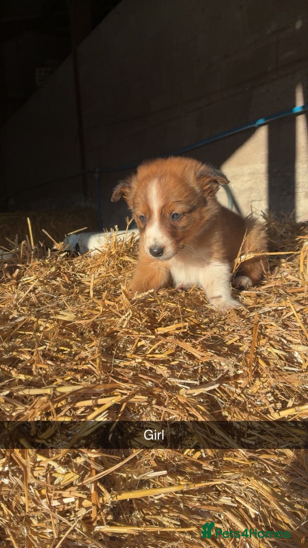 Border Collie dogs for sale: Border Collie Pups For Sale 🏡  - Advert 5