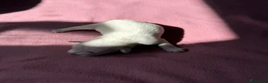 Dash Puppy 4