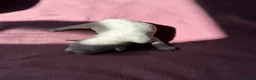 Miniature Schnauzer dogs for sale: KC Registered Miniature Schnauzer Puppies - Advert 9