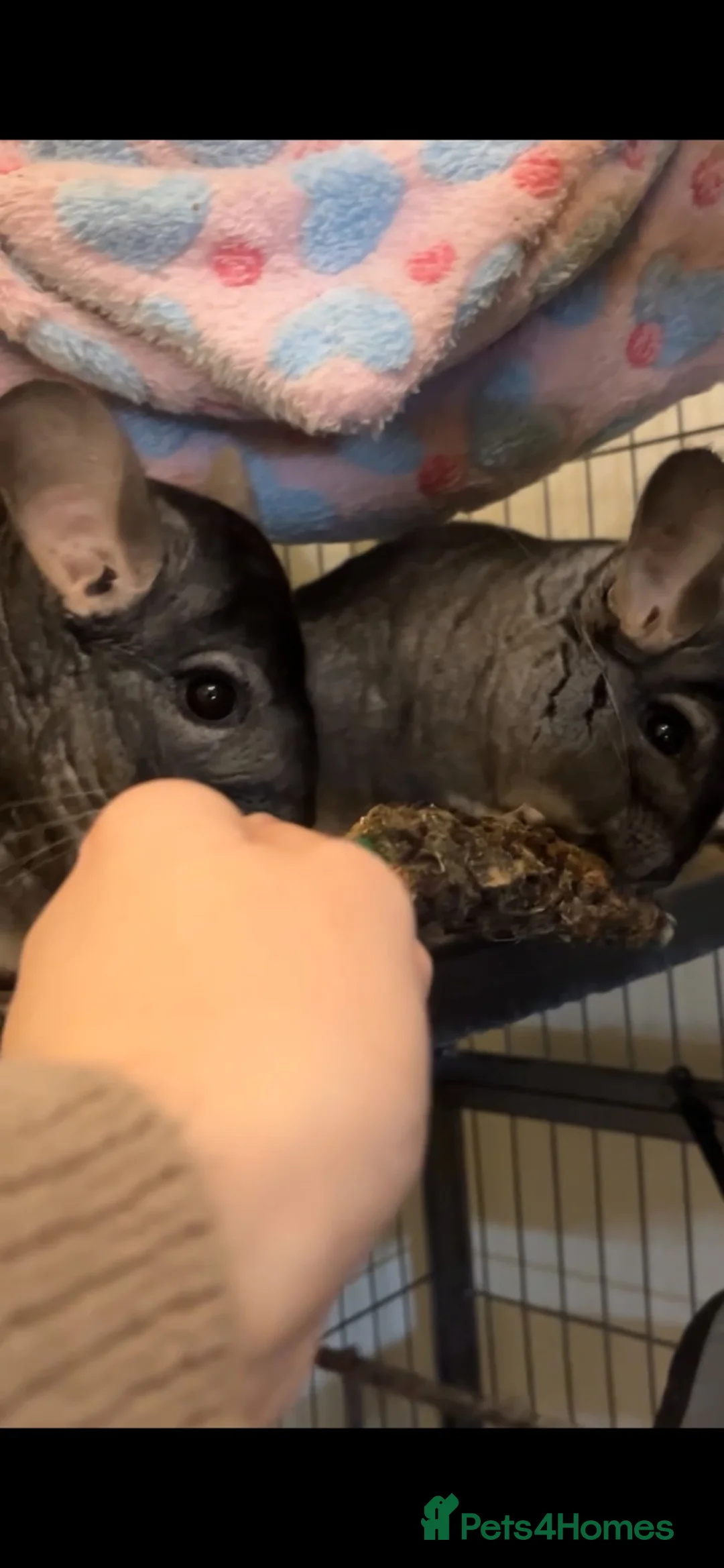 Chinchilla rodents for sale: Two Male Bonded Chinchillas for sale in Birmingham - Advert 5