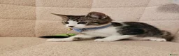 Mixed Breed cats for sale: 4 Loving kittens for sale  - Advert 15