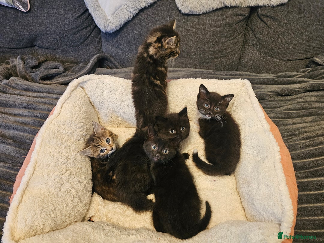 Mixed Breed cats for sale: Beautiful kittens - Advert 7