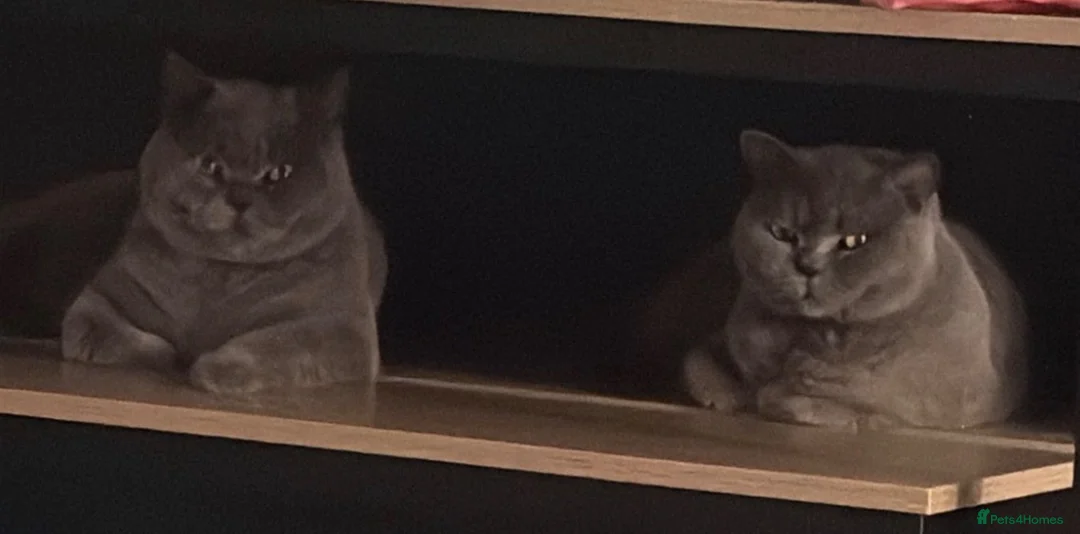 British Shorthair cats for sale: Tilly & Lily  - Advert 11
