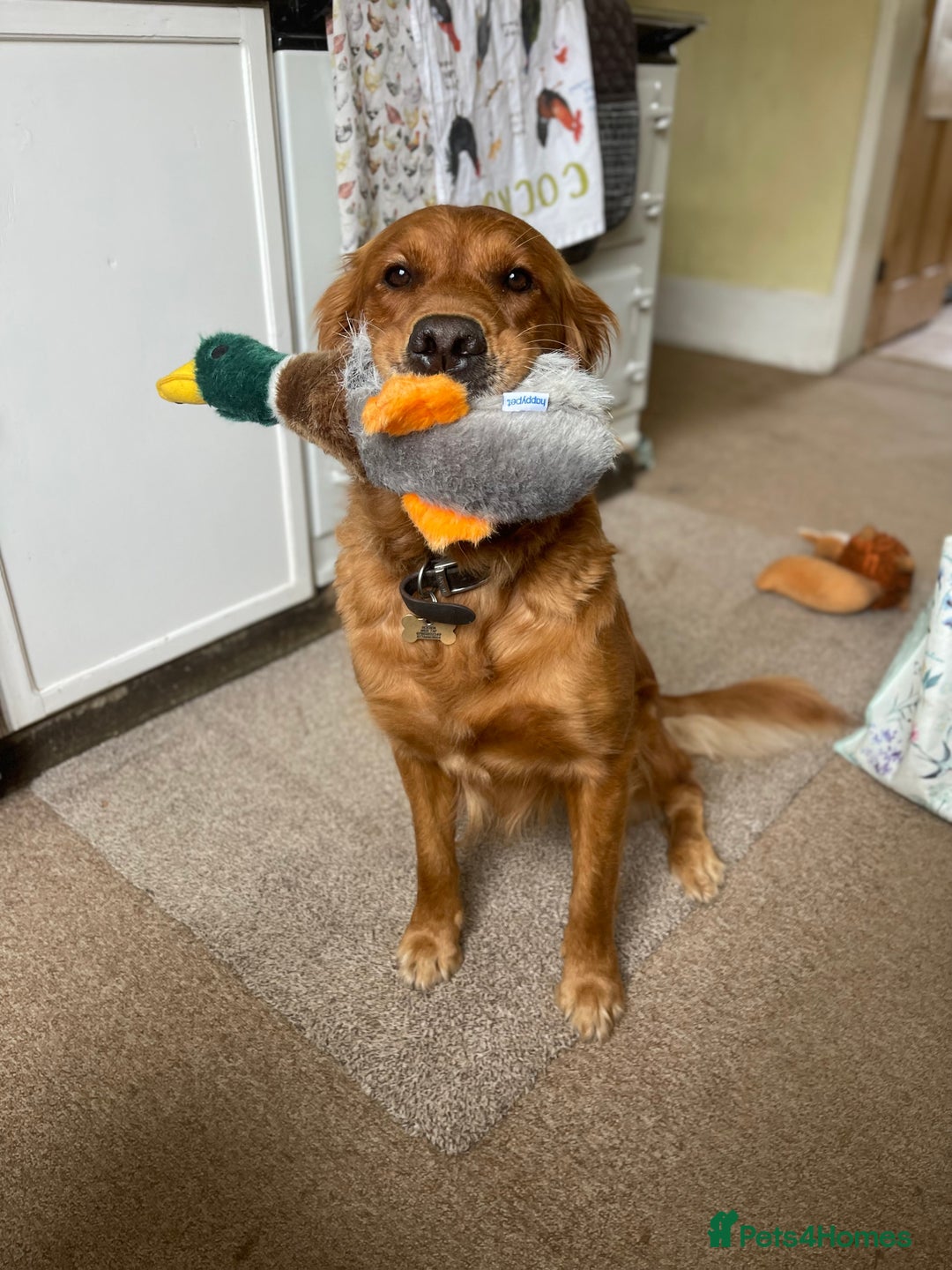 Golden Retriever dogs for sale: Golden retriever puppies - Advert 4