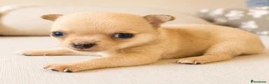 Chihuahua 3