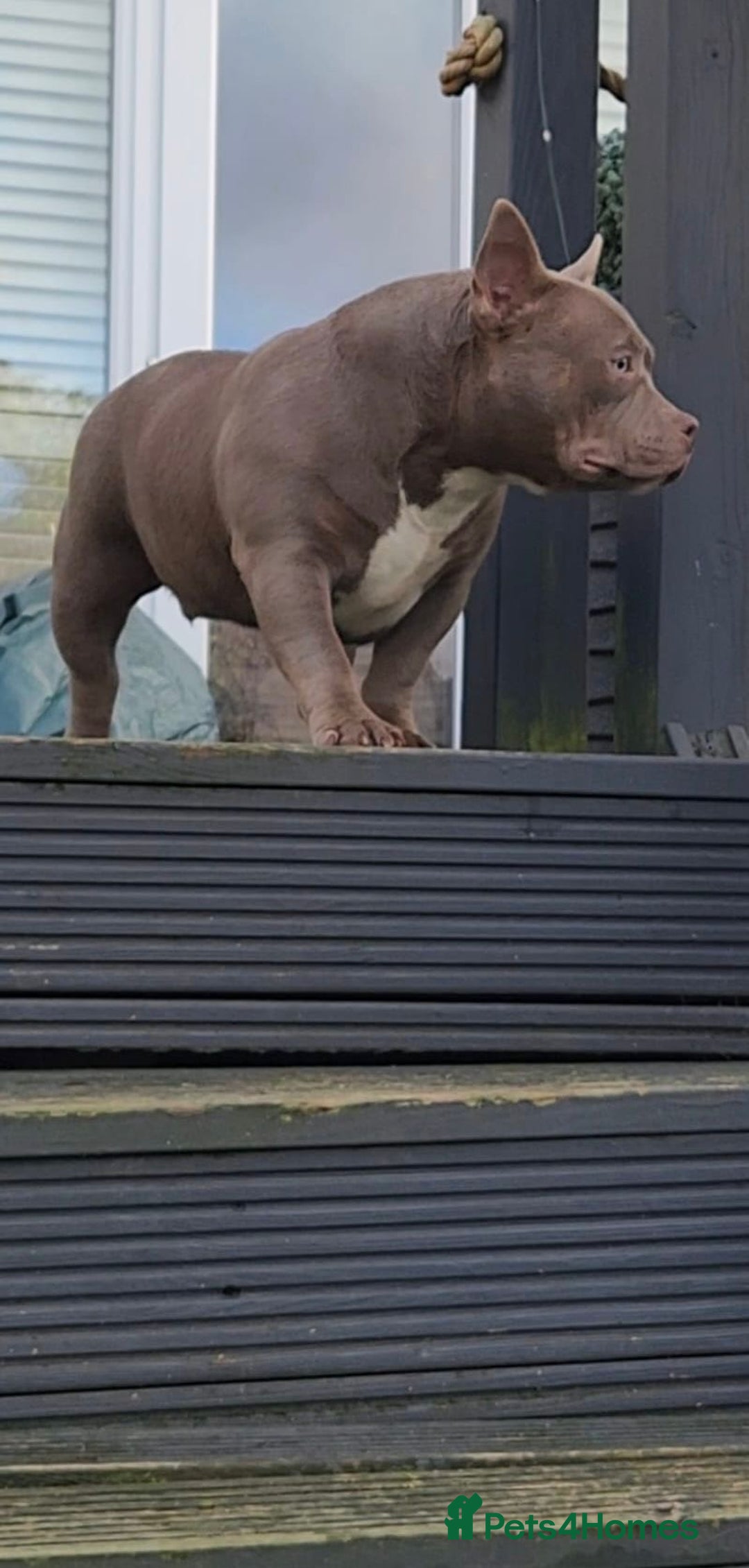 American Bully dogs for sale: American Bully Pocket Extreme Female  - Advert 5
