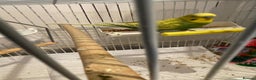 Budgerigars birds for sale: BABY BUDGIES FOR SALE  - Advert 7