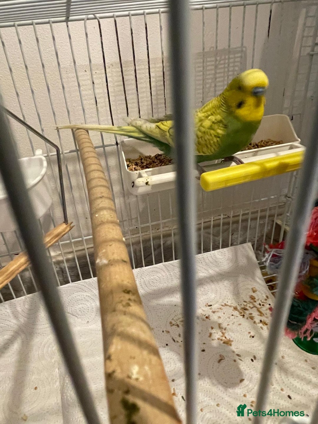 Budgerigars birds for sale: BABY BUDGIES FOR SALE  - Advert 7