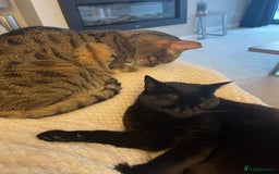 Domestic Shorthair cats for sale: Two gorgeous sisters ready for their forever home - Image 9