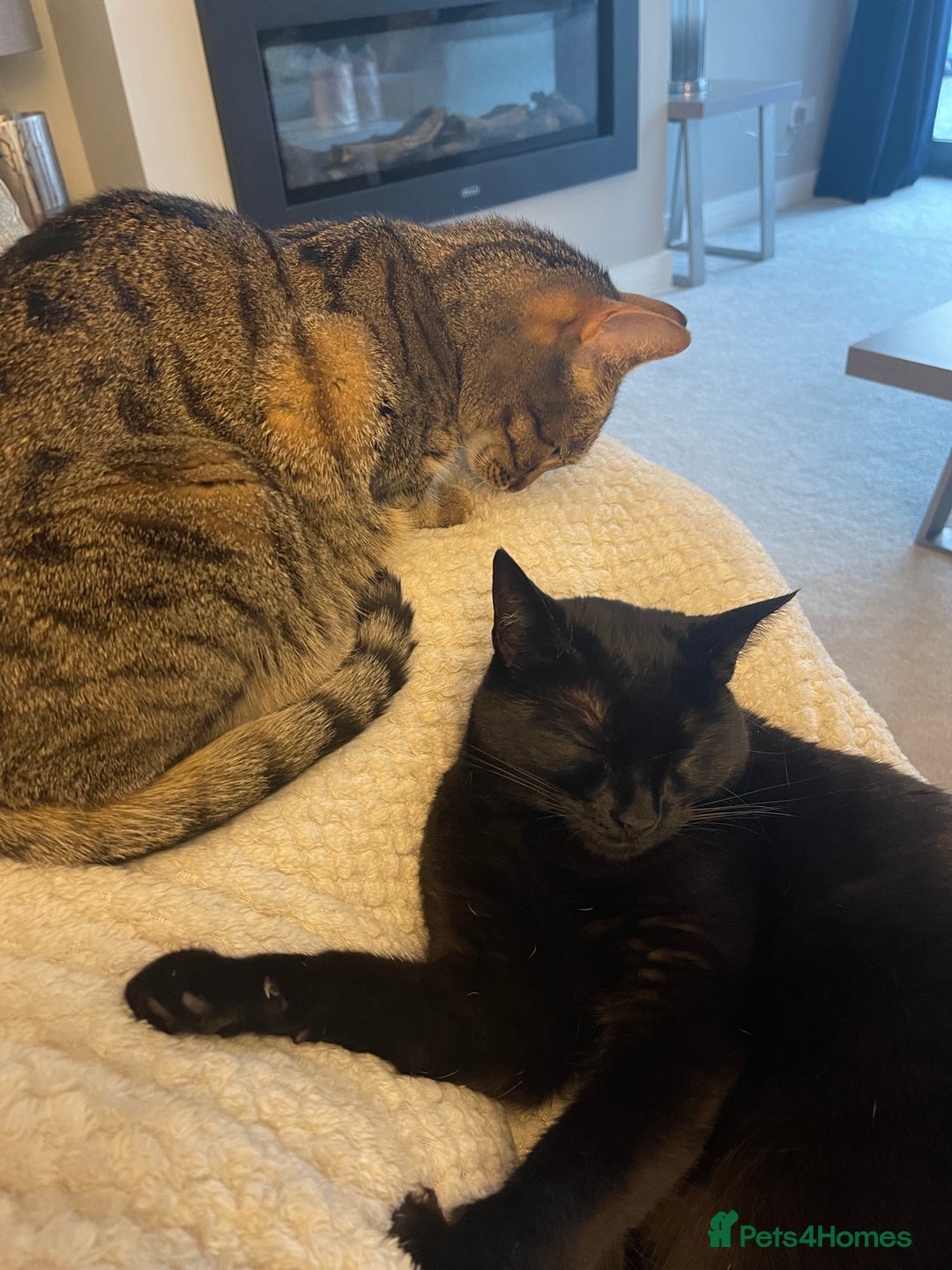 Domestic Shorthair cats for sale: Two gorgeous sisters ready for their forever home - Image 9