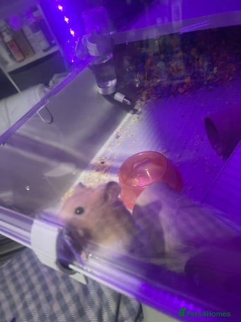 Hamster rodents - Advert 3