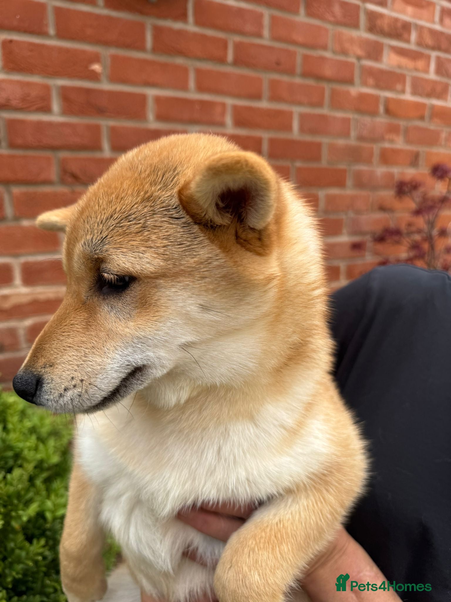 Japanese Shiba Inu dogs Shiba girls kc registered available  - Advert 1