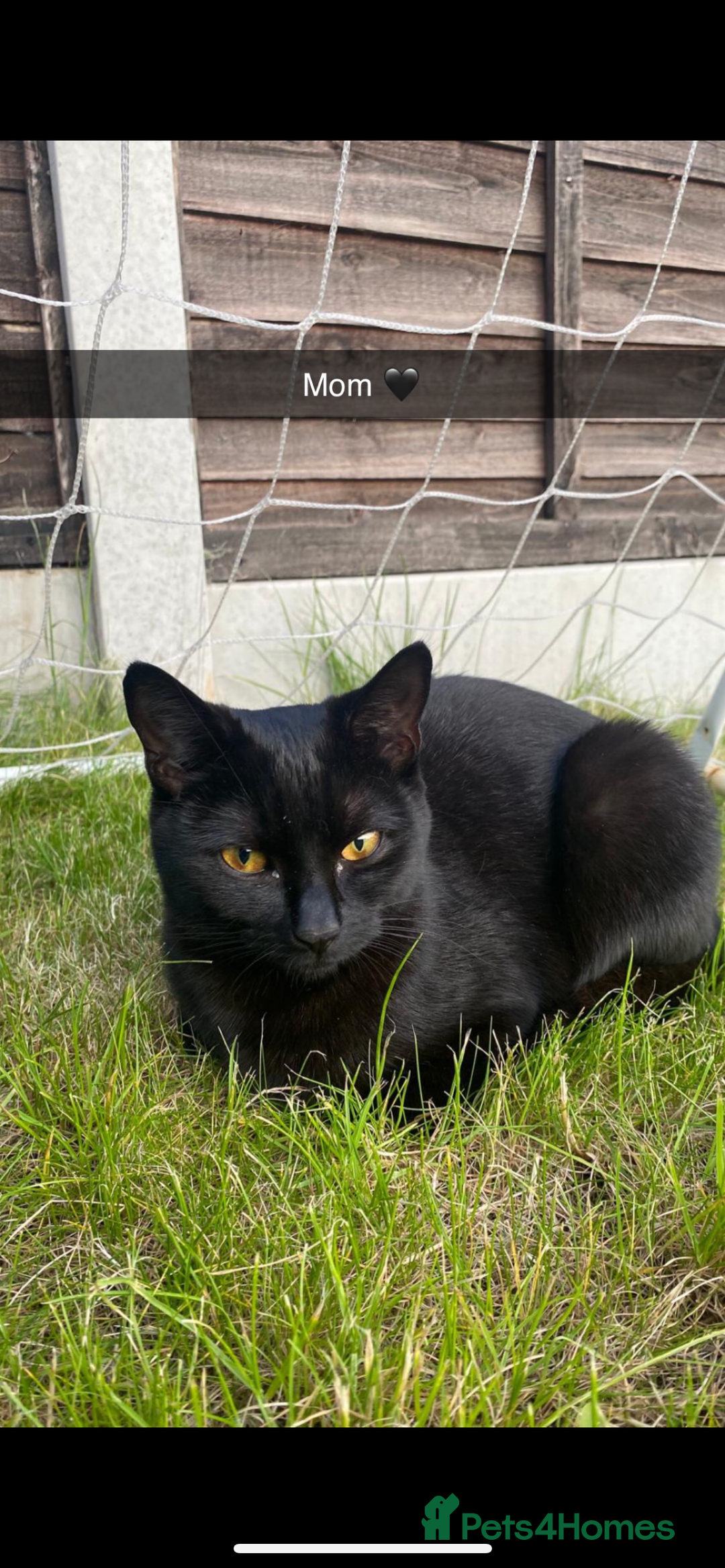 Mixed Breed cats for sale: Beautiful kittens  - Advert 8