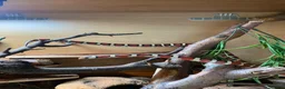 King Snake reptiles for sale: Arizona Mountain Kingsnake and full set up - Advert 2