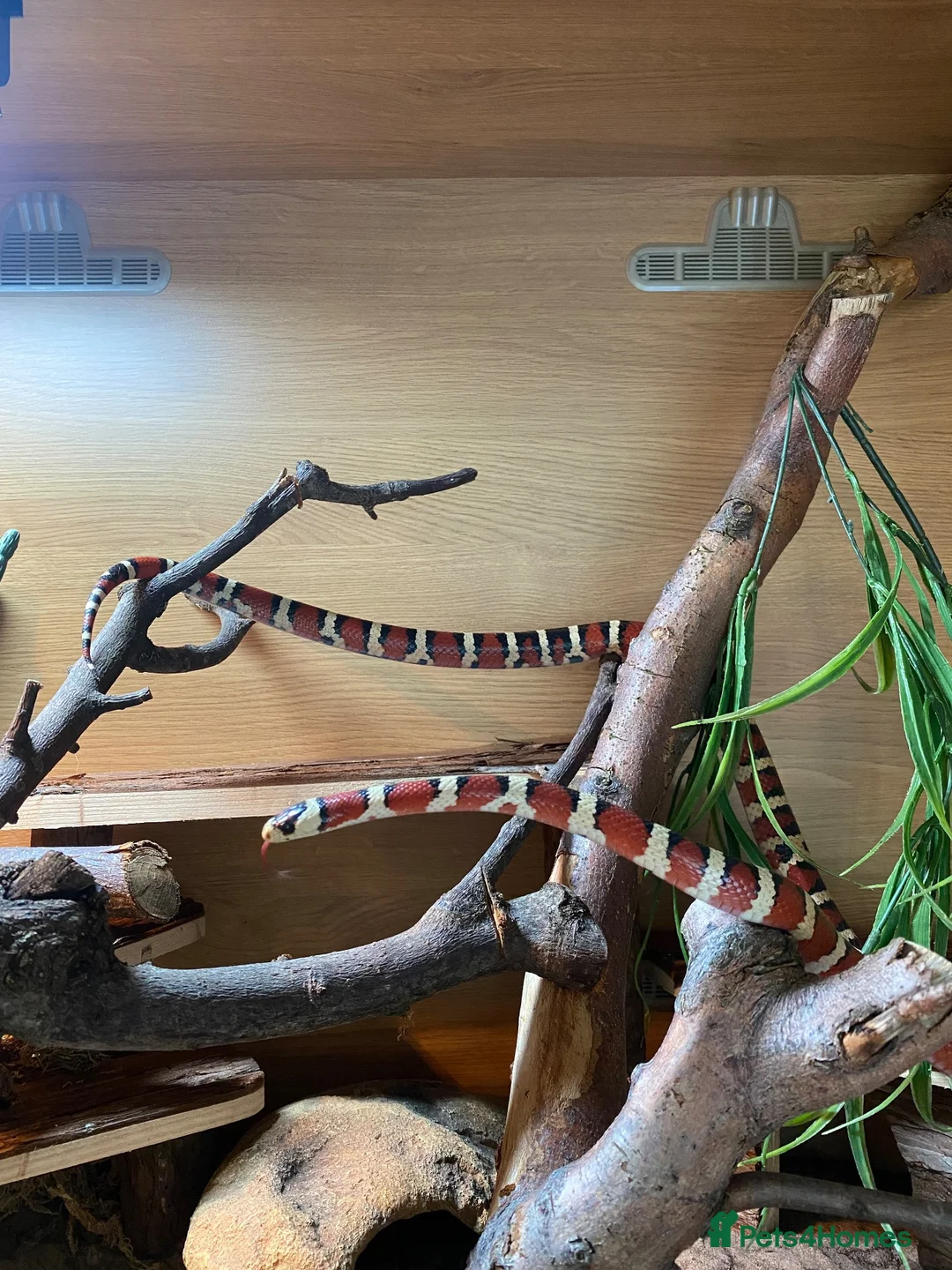 King Snake reptiles for sale: Arizona Mountain Kingsnake and full set up - Advert 2