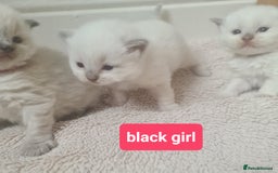 Ragdoll cats for sale: Pure ragdoll kitten for reservation now - Image 6