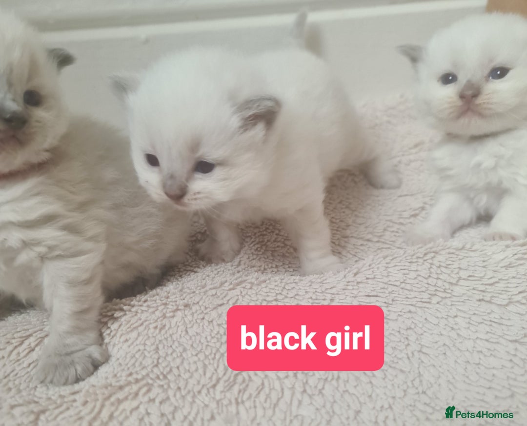 Ragdoll cats for sale: Pure ragdoll kitten for reservation now - Image 6