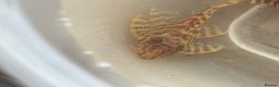 Plecos fish for sale: L333 Albino Plecos 1” £40 - Advert 3