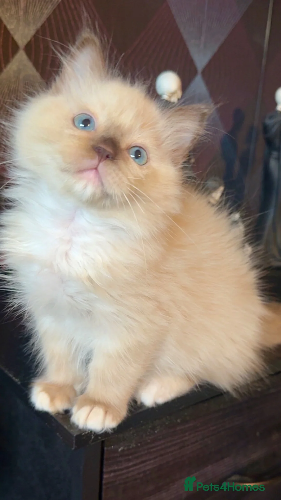 Ragdoll cats for sale: Tica chocolate mink boy ACTIVE available  - Advert 1
