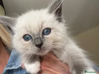 Ragdoll cats 3 Ragdoll kittens - Ready Now - Advert 1