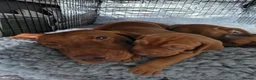 Hungarian Vizsla dogs for sale: Hungarian Vizsla Puppies – Rich Geltwood Heritage - Advert 27