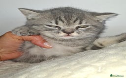 British Shorthair cats for sale: Pedigree British Blue and Tabby Shorthair Kittens - Image 11