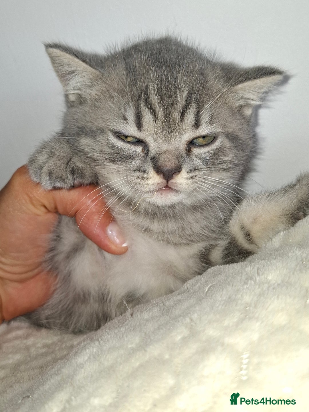 British Shorthair cats for sale: Pedigree British Blue and Tabby Shorthair Kittens - Image 11