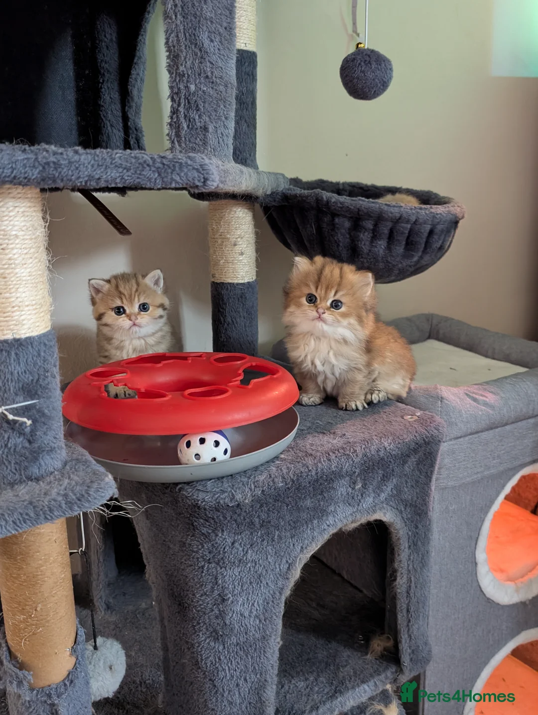 British Longhair cats for sale: British long hair  - Advert 9