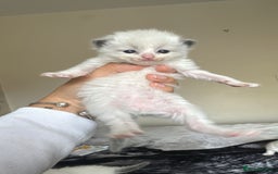 Ragdoll cats for sale: 🐾 Ragdoll Kittens Ready Soon!🐾 in Bridgwater - Image 11