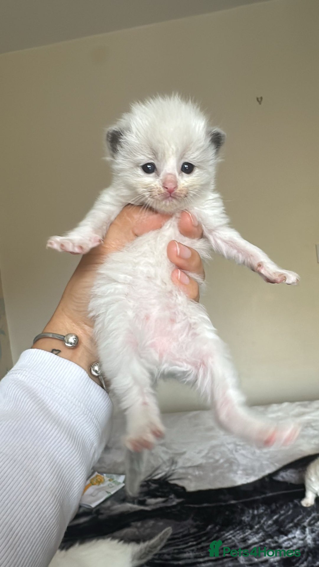 Ragdoll cats for sale: 🐾 Ragdoll Kittens Ready Soon!🐾 in Bridgwater - Image 11