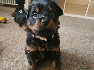 Rottweiler dogs Ready 11th dec kc rottweiler puppies 1 boy left - Advert 11