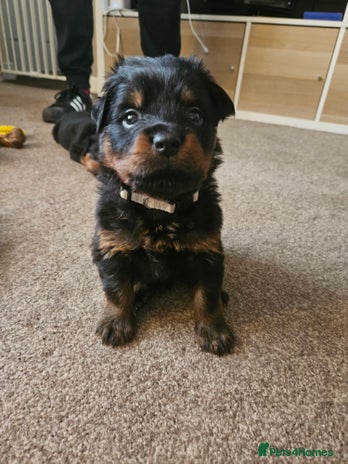 Rottweiler dogs Ready 11th dec kc rottweiler puppies 1 boy left - Advert 13