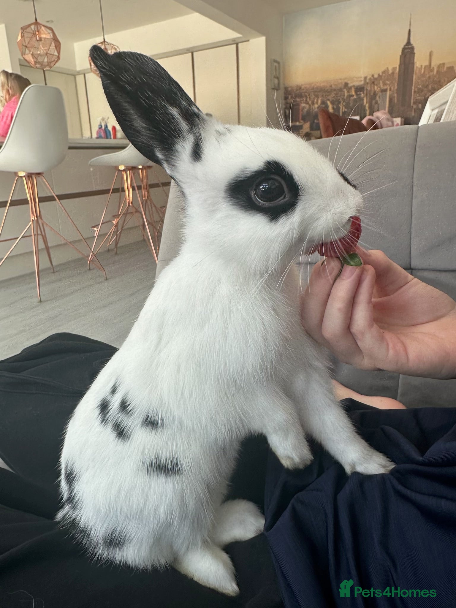 Mixed Breed rabbits Mini Rex mixed breed - Advert 2