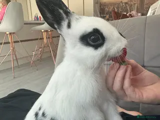 Mixed Breed rabbits Mini Rex mixed breed - Advert 2