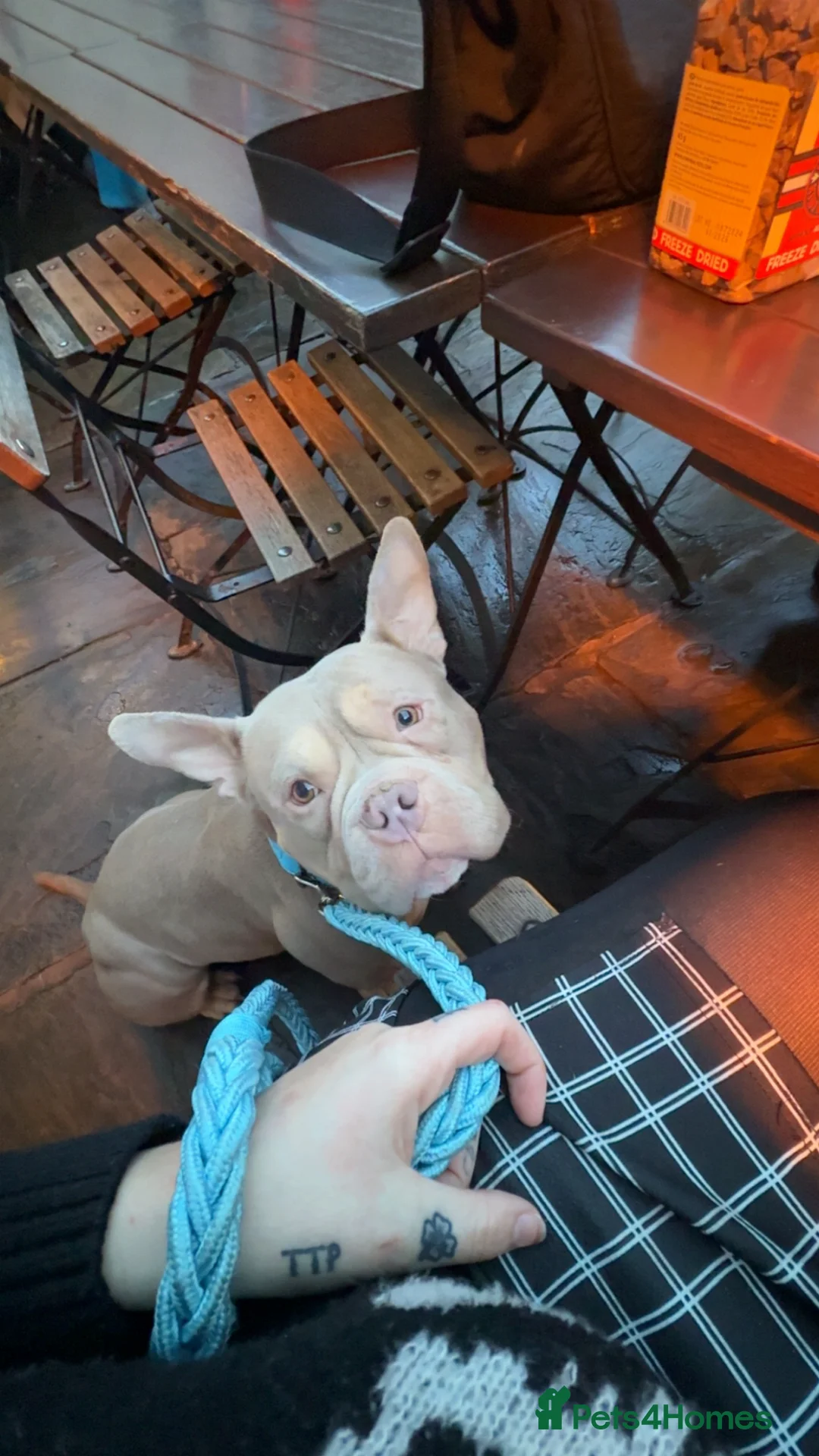 American Bully dogs for sale: American Pocket Bully - Advert 11