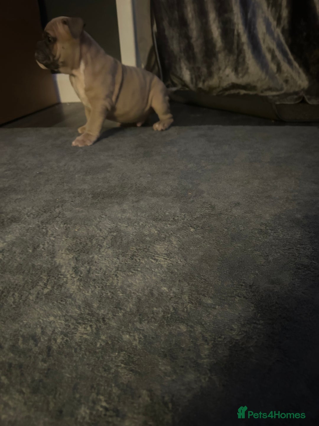 Mixed Breed dogs for sale:  / British bulldogs puppy’s 1 GIRL LEFT 💖  - Image 20