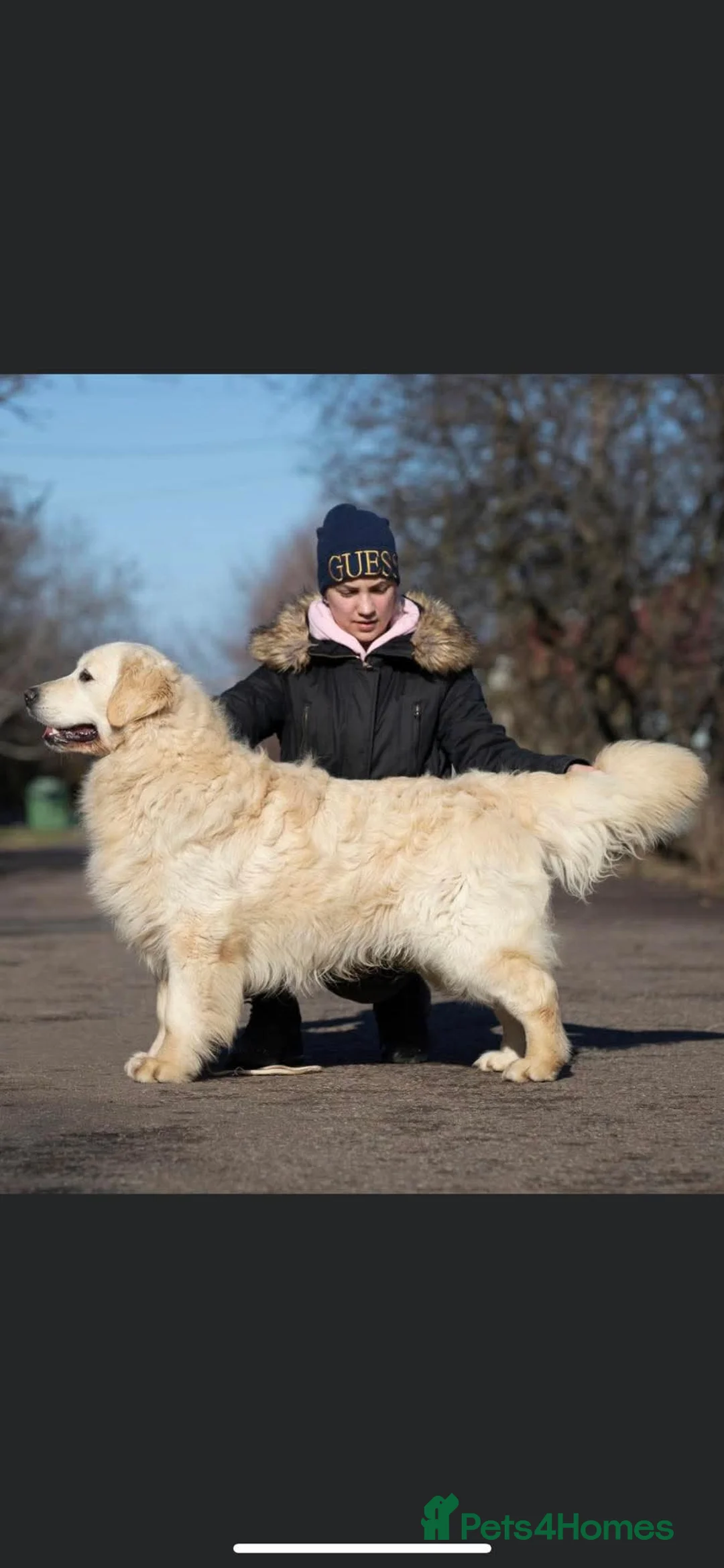 Golden Retriever dogs for sale: INTERNATIONAL PEDIGREE EXCEPTIONAL HEALTH TESTING. - Advert 5