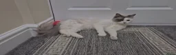 Ragdoll cats for sale: Beautiful Female Ragdoll Looking for a Loving Home - Advert 3