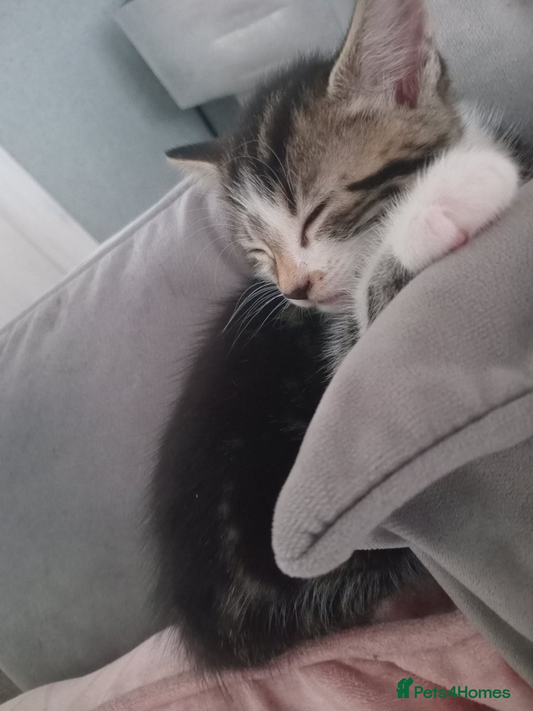 Mixed Breed cats for sale: From Our Loving Home to Yours - Image 7
