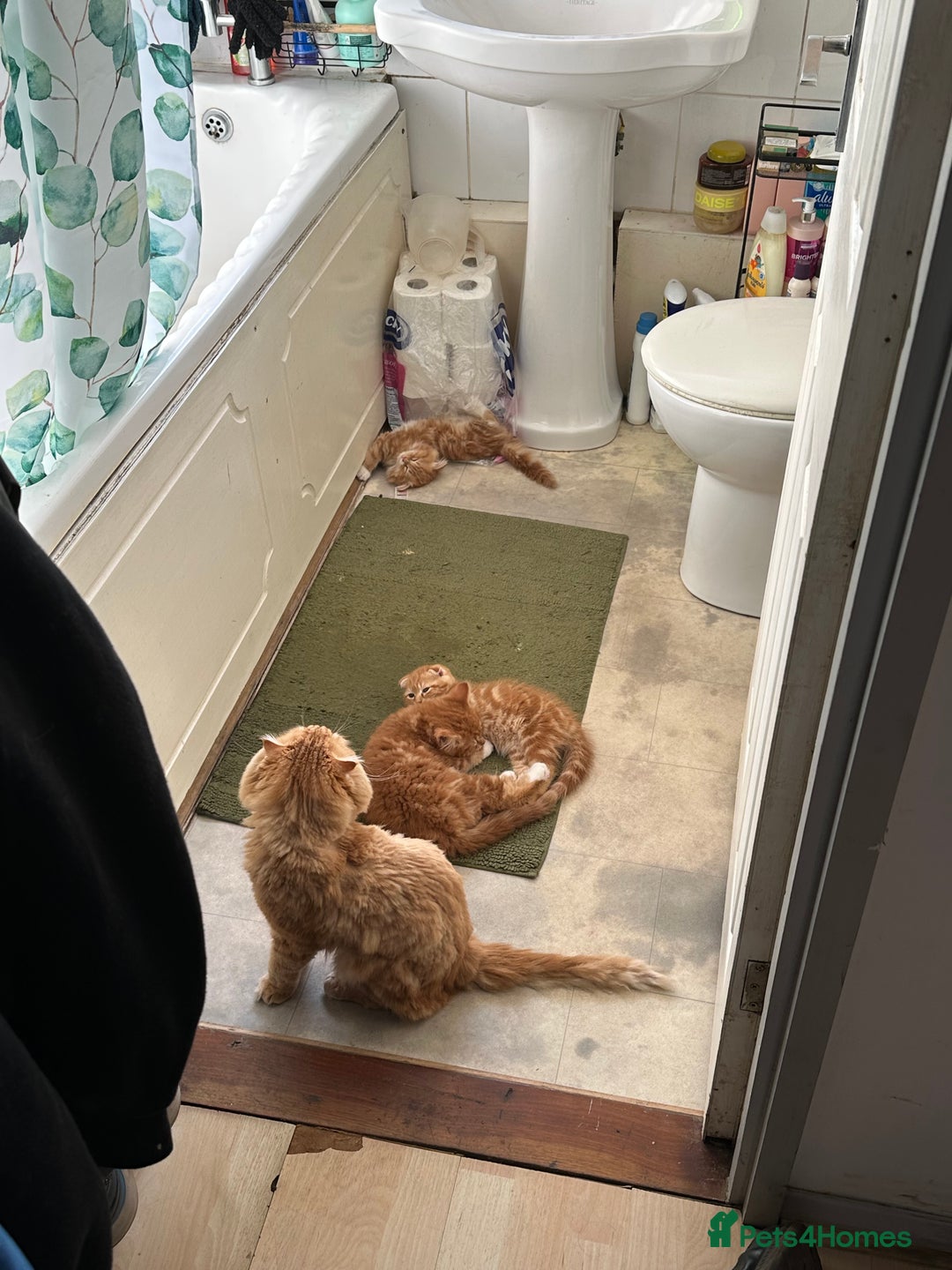 Scottish Fold cats for sale: Scottish fold/straight babies - Image 1